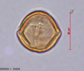 ISEM 1/Rubus_nubigenus_29126/Rubus_nubigenus_29126_0001(copy)_thumb.jpg